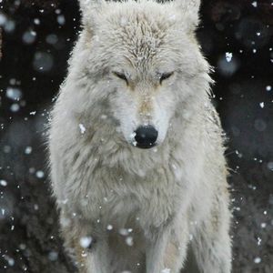 Meet your Posher, Martin